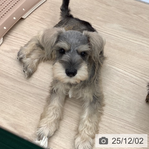 ミニチュア・シュナウザーの写真