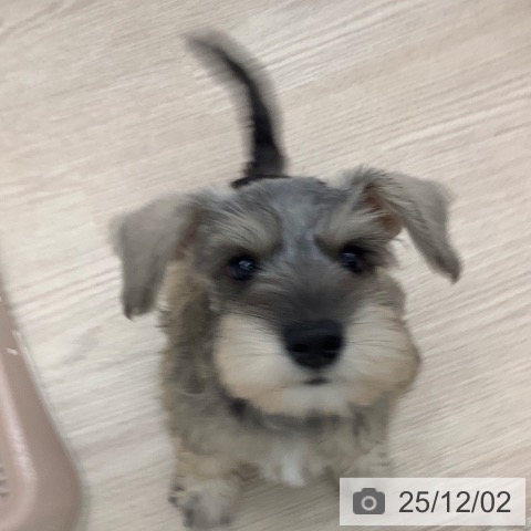 ミニチュア・シュナウザーの写真