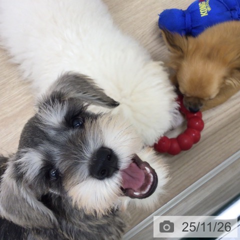 埼玉県のミニチュアシュナウザー (ペットプラス 八潮店/2025年9月14日生まれ/男の子/ソルトペッパー)の子犬の4枚目の画像