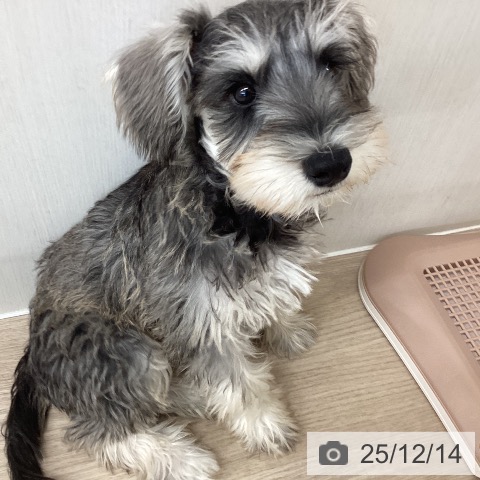 埼玉県のミニチュアシュナウザー (ペットプラス 八潮店/2025年9月14日生まれ/男の子/ソルトペッパー)の子犬の3枚目の画像