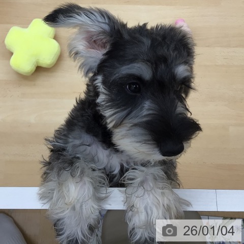 青森県のミニチュアシュナウザー (ペットプラス 青森浜田店/2025年9月14日生まれ/女の子/ソルトペッパー)の子犬の4枚目の画像