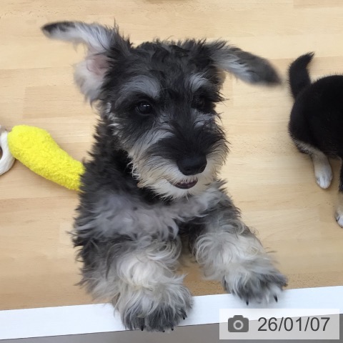 青森県のミニチュアシュナウザー (ペットプラス 青森浜田店/2025年9月14日生まれ/女の子/ソルトペッパー)の子犬の4枚目の画像