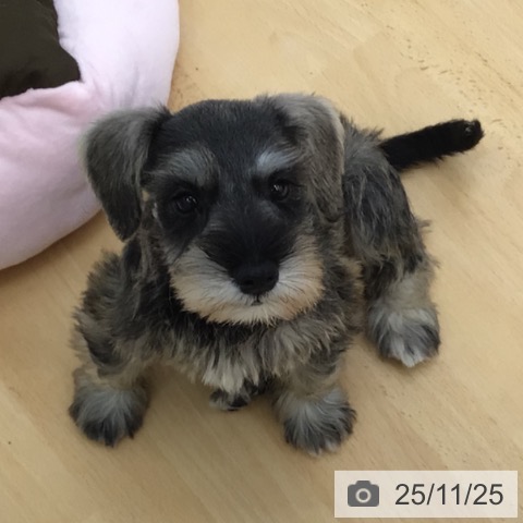 青森県のミニチュアシュナウザー (ペットプラス 青森浜田店/2025年9月14日生まれ/女の子/ソルトペッパー)の子犬の4枚目の画像