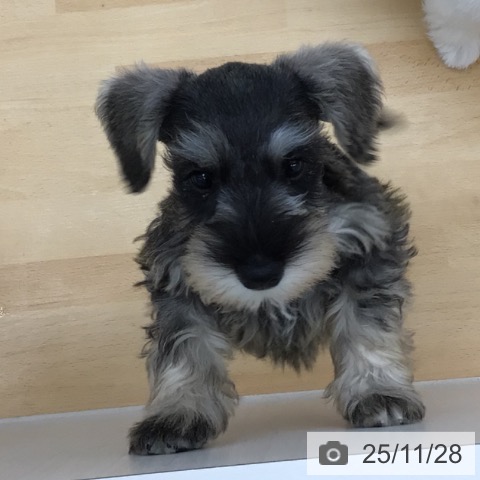 青森県のミニチュアシュナウザー (ペットプラス 青森浜田店/2025年9月14日生まれ/女の子/ソルトペッパー)の子犬の3枚目の画像