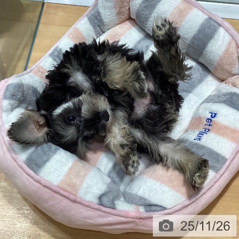 ミニチュア・シュナウザーの写真