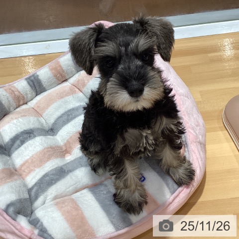 神奈川県のミニチュアシュナウザー (ペットプラス ビアレ横浜店/2025年9月14日生まれ/女の子/ソルトペッパー)の子犬の4枚目の画像