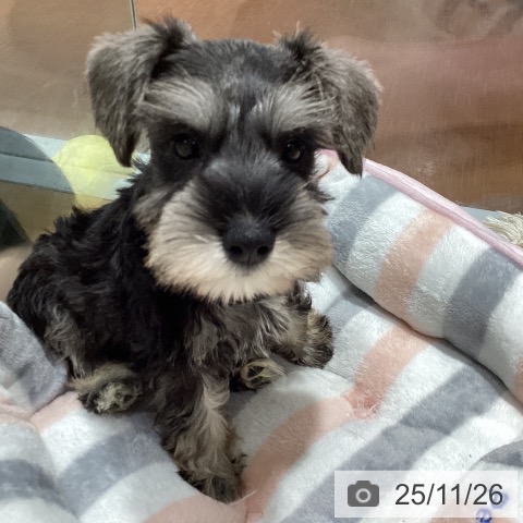 ミニチュア・シュナウザーの写真