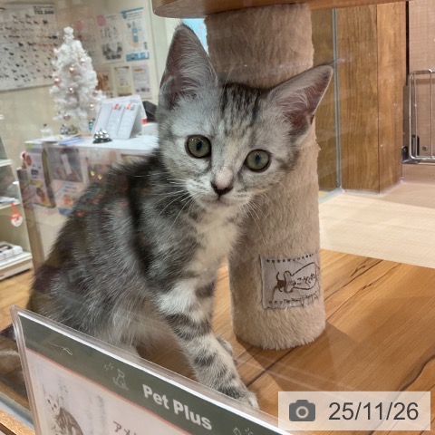 埼玉県のアメリカンショートヘアー (ペッツワン 新座店/2025年8月20日生まれ/女の子/シルバーパッチドタビー)の子猫の3枚目の画像