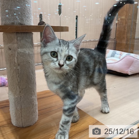 埼玉県のアメリカンショートヘアー (ペッツワン 新座店/2025年8月20日生まれ/女の子/シルバーパッチドタビー)の子猫の3枚目の画像