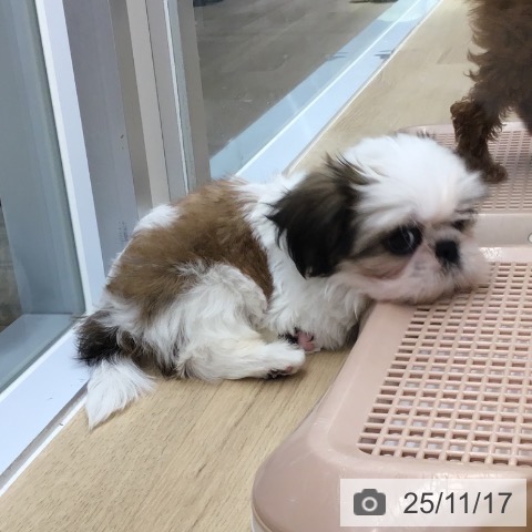 シー・ズーの写真