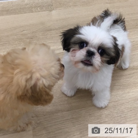 シー・ズーの写真