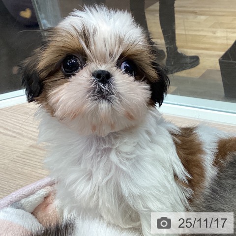 シー・ズーの写真