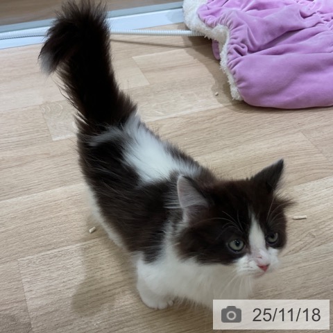 マンチカンの写真