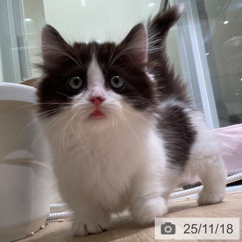 マンチカンの写真