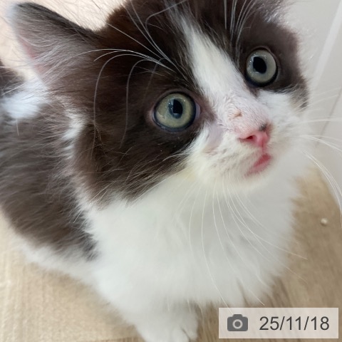 マンチカンの写真