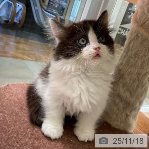 マンチカンの写真