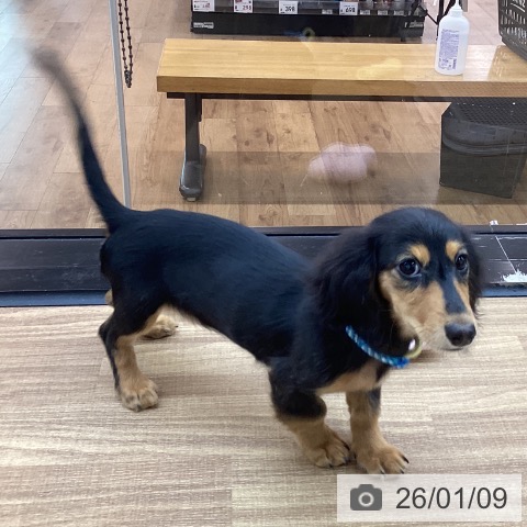 東京都のカニンヘンダックスフンド(ロング) (ペッツワン 青梅インター店/2025年9月11日生まれ/男の子/ブラックタン)の子犬の4枚目の画像