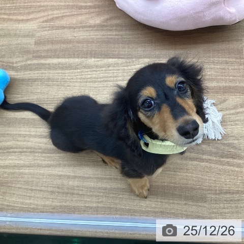 東京都のカニンヘンダックスフンド(ロング) (ペッツワン 青梅インター店/2025年9月11日生まれ/男の子/ブラックタン)の子犬の3枚目の画像