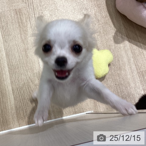 埼玉県のチワワ(ロング) (ペットプラス ピオニウォーク東松山店/2025年9月17日生まれ/女の子/クリームホワイト)の子犬の4枚目の画像