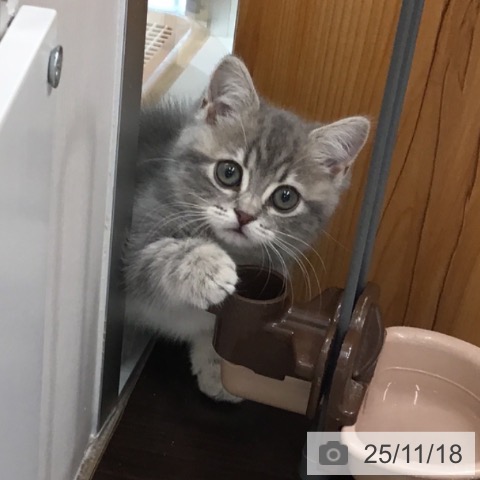 マンチカンの写真