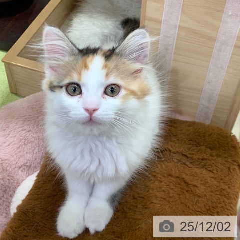 千葉県のサイベリアン (ペットプラス 幕張新都心店/2025年9月13日生まれ/女の子/トービーホワイト)の子猫の4枚目の画像