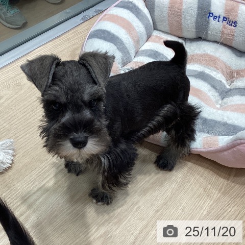 ミニチュア・シュナウザーの写真