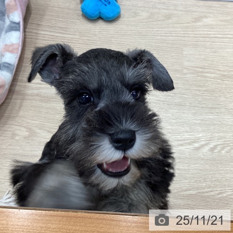 ミニチュア・シュナウザーの写真