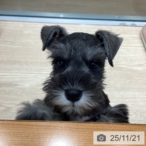 ミニチュア・シュナウザーの写真