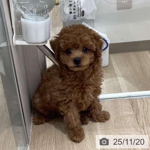 長野県のトイプードル(トイ) (ペットプラス 須坂店/2025年9月13日生まれ/女の子/レッド)の子犬の4枚目の画像