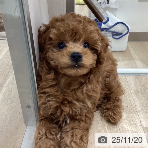 長野県のトイプードル(トイ) (ペットプラス 須坂店/2025年9月13日生まれ/女の子/レッド)の子犬の3枚目の画像