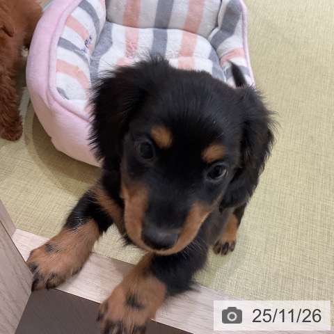 ミニチュア・ダックスフンドの写真