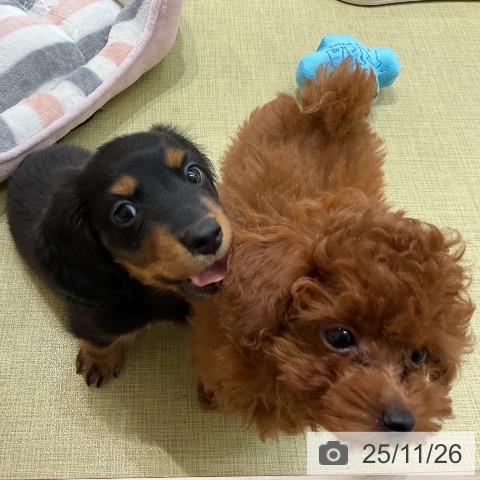 ミニチュア・ダックスフンドの写真