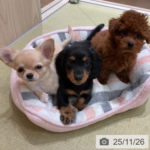 ミニチュア・ダックスフンドの写真