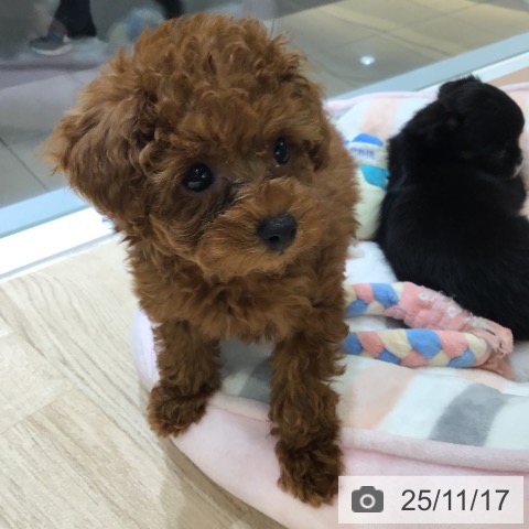 トイ・プードルの写真