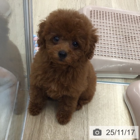 トイ・プードルの写真