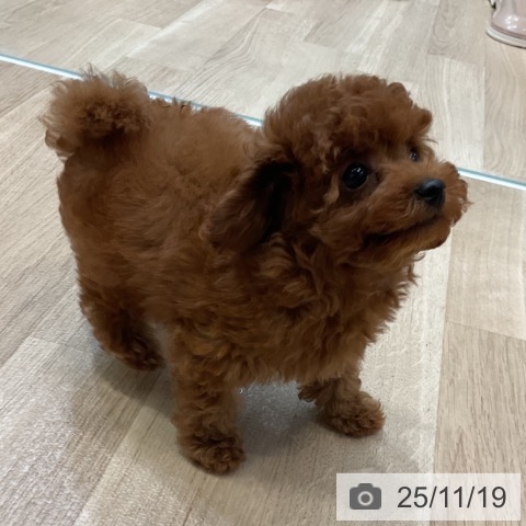 トイ・プードルの写真