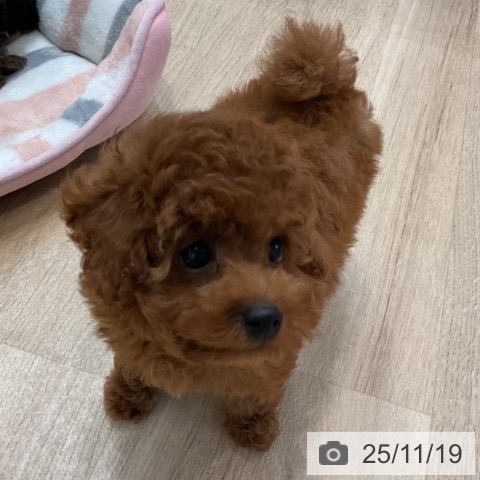 トイ・プードルの写真