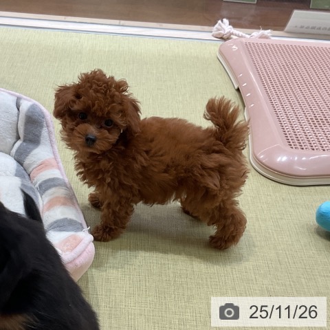 トイ・プードルの写真