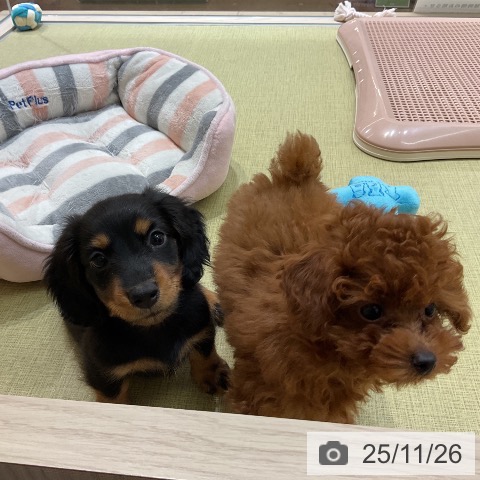 トイ・プードルの写真