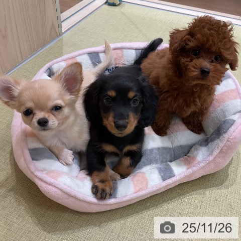 トイ・プードルの写真