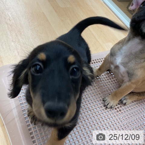 埼玉県のミニチュアダックスフンド(ロング) (ペットプラス 浦和美園店/2025年9月18日生まれ/男の子/ブラックタン)の子犬の4枚目の画像