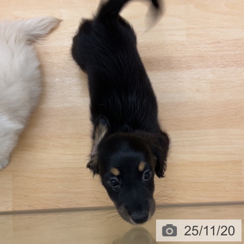 ミニチュア・ダックスフンドの写真