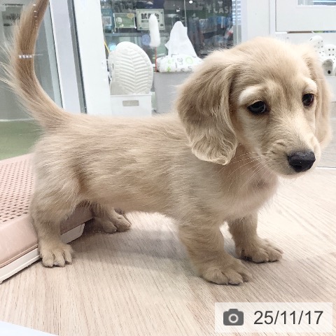 ミニチュア・ダックスフンドの写真