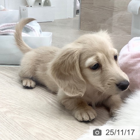 ミニチュア・ダックスフンドの写真