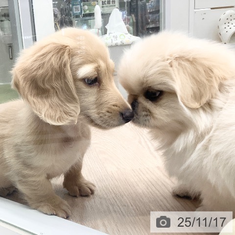 ミニチュア・ダックスフンドの写真