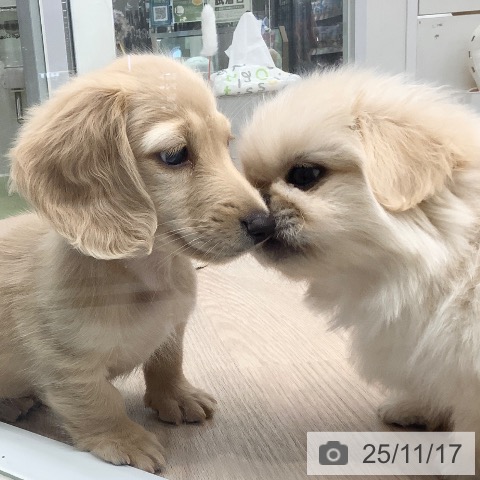 ミニチュア・ダックスフンドの写真