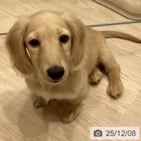 埼玉県のミニチュアダックスフンド(ロング) (ペットプラス 川口店/2025年9月18日生まれ/男の子/イエロー)の子犬の3枚目の画像