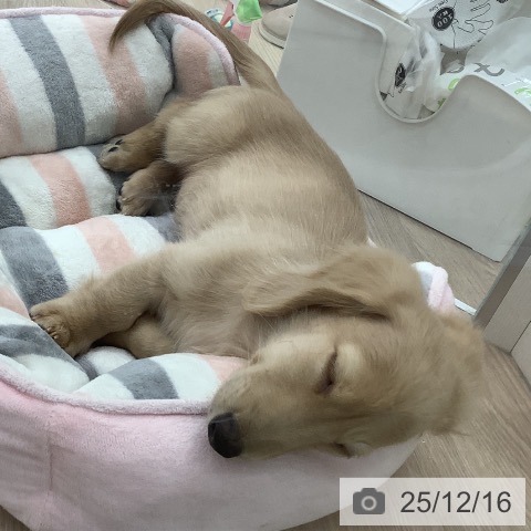 埼玉県のミニチュアダックスフンド(ロング) (ペットプラス 川口店/2025年9月18日生まれ/男の子/イエロー)の子犬の3枚目の画像