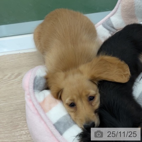 埼玉県のミニチュアダックスフンド(ロング) (ペットプラス 上尾店/2025年9月18日生まれ/女の子/ゴールド)の子犬の4枚目の画像