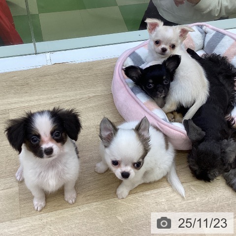 山梨県のチワワ(ロング) (ペットプラス 甲府昭和店/2025年9月16日生まれ/男の子/クリームホワイト)の子犬の4枚目の画像